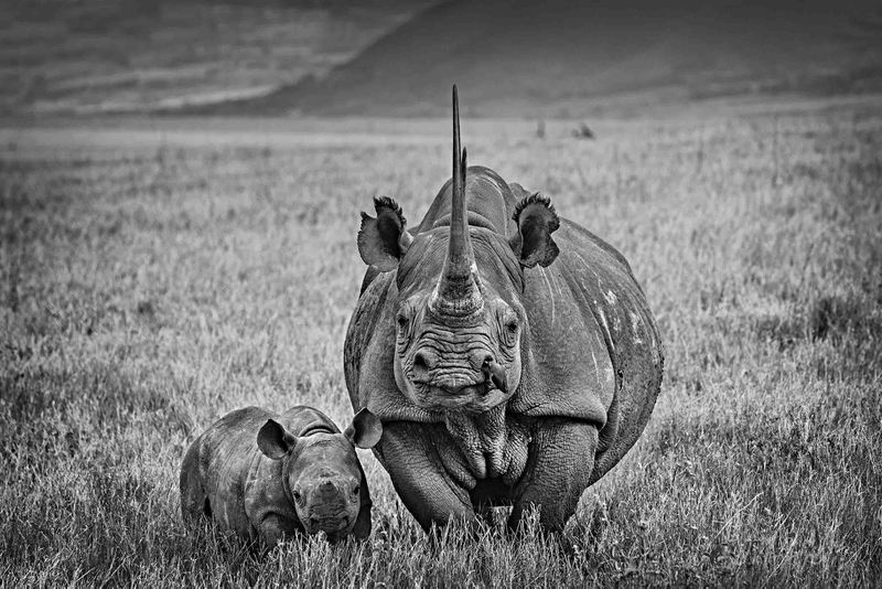 Rhino Mother and Calf